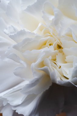 Beyaz çiçek yapraklarının ayrıntıları ve dokuları, beyaz karanfil, Dianthus caryophyllus, doğal ışık ve makro fotoğrafla aydınlatılmış.