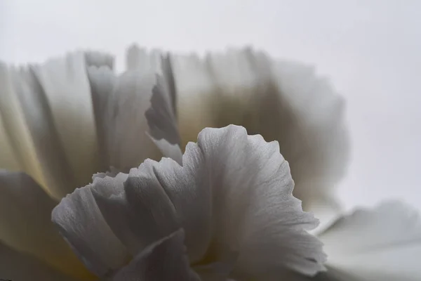 Detalles Texturas Pétalos Flores Blancas Clavel Blanco Dianthus Caryophyllus Iluminado —  Fotos de Stock