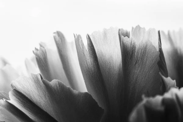 白花花瓣 白康乃馨 菊花的细部和纹理的黑白图像 用自然光照明 宏观摄影 — 图库照片