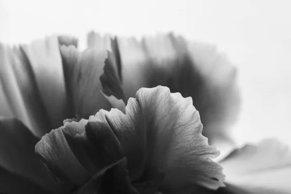 Imagem Preto Branco Detalhes Texturas Pétalas Flor Branca Cravo Branco — Fotografia de Stock