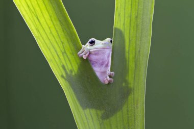 Avustralya Yeşil Ağaç Kurbağası