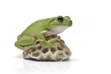 Australian Green Tree Frog clipart