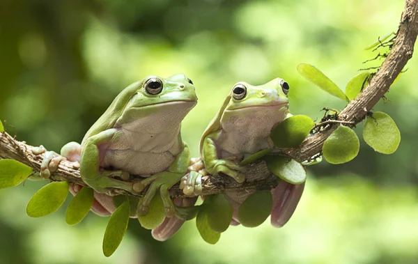 Australian Green Tree Frog — Stock Photo, Image