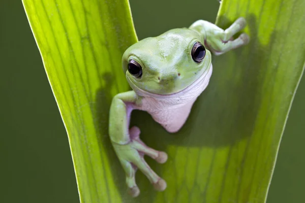 Australian Green Tree Frog — Stock Photo, Image