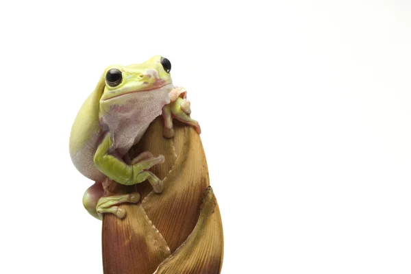 Australian Green Tree Frog — Stock Photo, Image