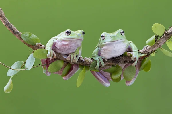 Australian Green Tree Frog — Stock Photo, Image