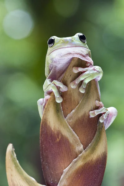 Australischer Grüner Laubfrosch — Stockfoto