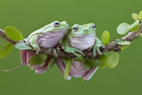 Australiska gröna träd groda — Stockfoto