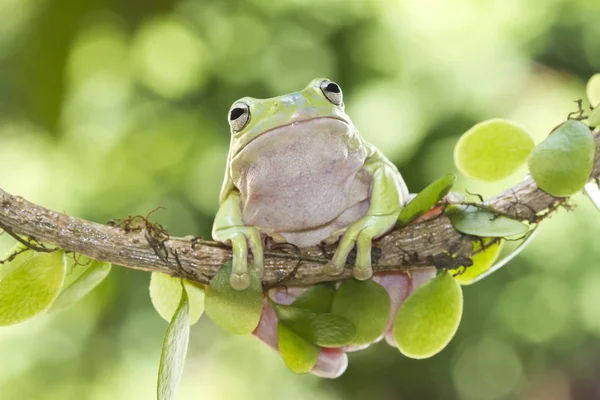 Rana dell'albero verde australiano — Foto Stock