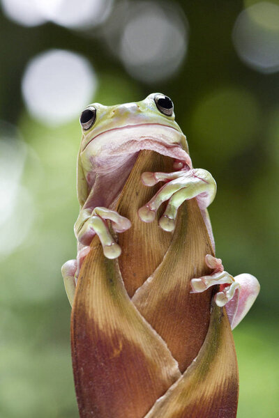 Australian Green Tree Frog