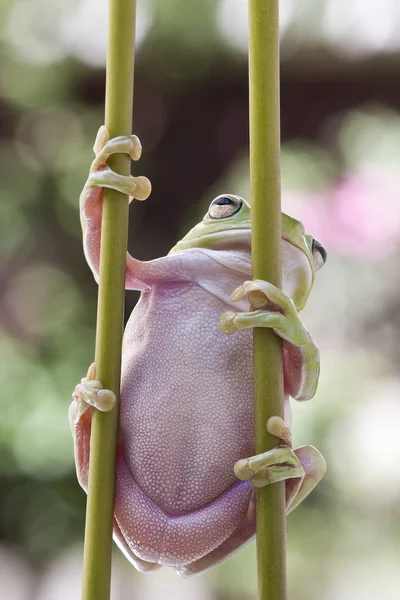 Australian Green Tree Frog — Stock Photo, Image