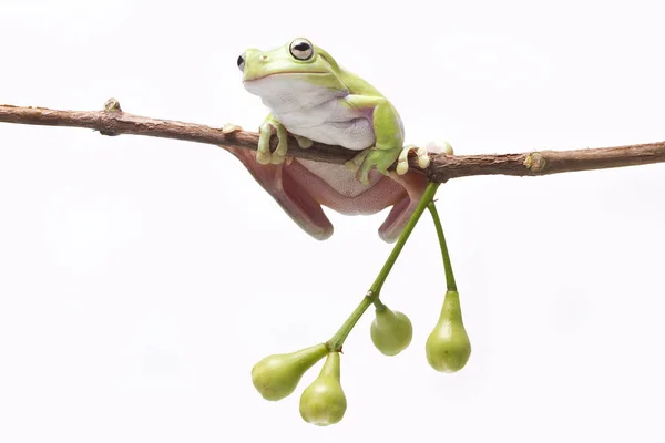 Rana dell'albero verde australiano — Foto Stock