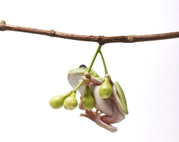 Rana dell'albero verde australiano — Foto Stock