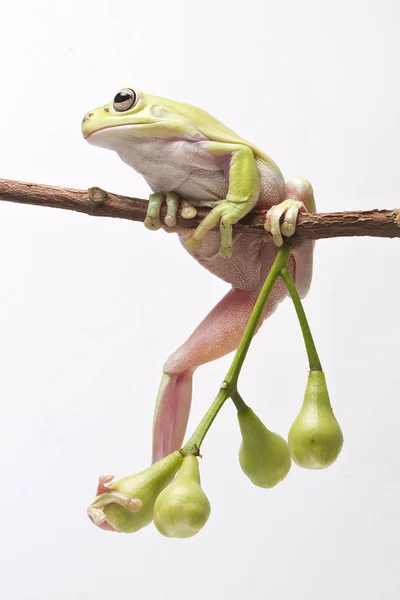 Rana dell'albero verde australiano — Foto Stock