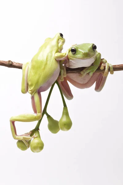 Rana dell'albero verde australiano — Foto Stock