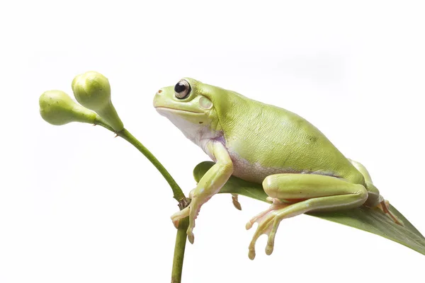 Rana dell'albero verde australiano — Foto Stock