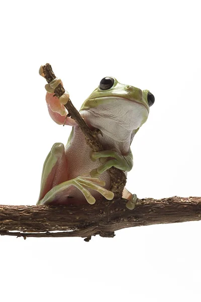 Australian Green Tree Frog — Stock Photo, Image