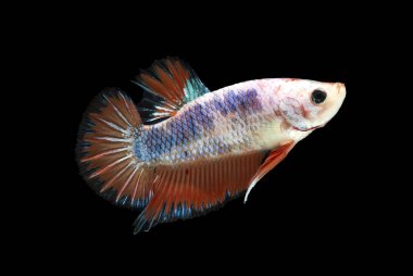  Siyam savaşçısı siyah arka planda balıklar