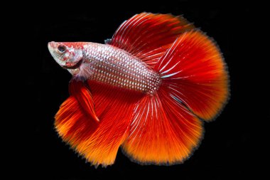 Kırmızı betta balığı, siyam balığı siyah arka planda savaşıyor.