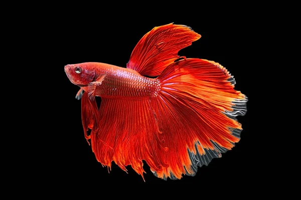 Kırmızı betta balığı, siyam balığı siyah arka planda savaşıyor.