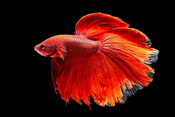 Rote Beta-Fische, siamesische Kampffische auf schwarzem Hintergrund — Stockfoto