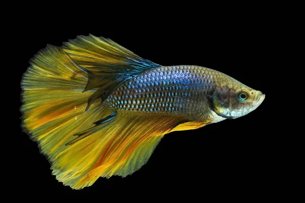 Gelber Beta-Fisch, siamesischer Kampffisch auf schwarzem Hintergrund — Stockfoto