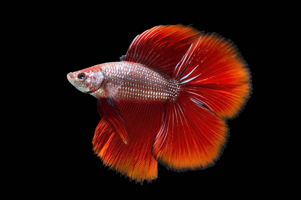 Peces luchadores fotos de stock, imágenes de Peces luchadores sin royalties | Depositphotos Peces luchadores fotos de stock, imágenes de Peces luchadores sin royalties | Depositphotos