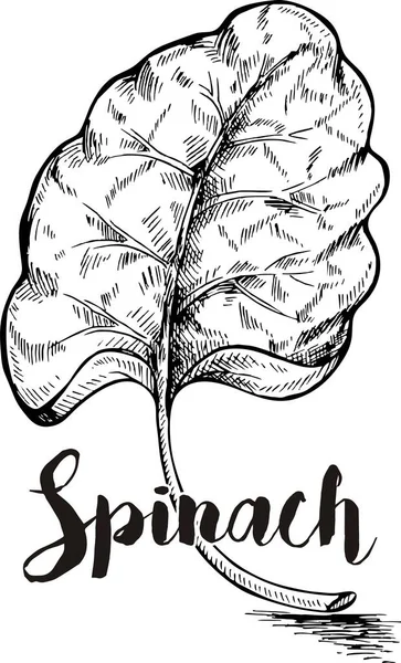 Folhas de espinafre desenhadas à mão — Fotografia de Stock