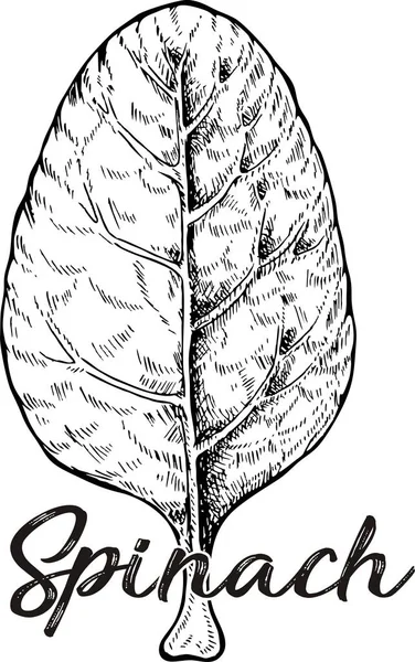 Spinatblätter von Hand gezeichnet — Stockfoto