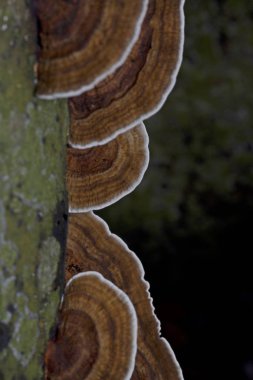 bir ahşap üzerinde büyük mantar