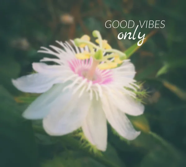 Inspirational quote on blurred  flowers background — Stock Photo, Image