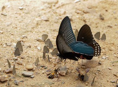 Kelebekler mineral tuz besleniyor