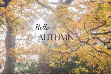 İlham ve motivasyon teklifine... Bahçe arka plan bulanık sonbahar şeyin gitmesine izin verdi ne kadar güzel olduğunu gösterir