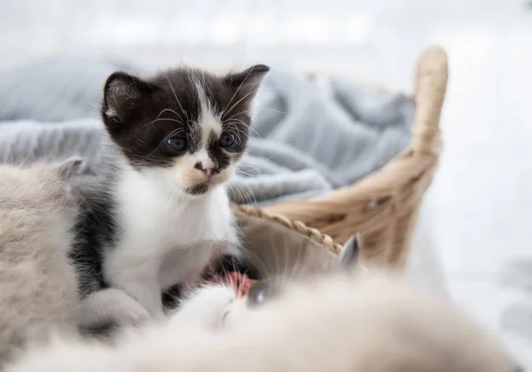 Close-up tiro de pouco persa gatinho — Fotografia de Stock