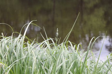 Nehrin arka planında doğal bir baston manzarası.