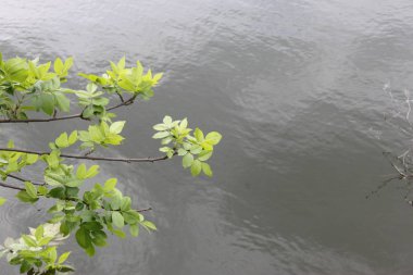 Arkaplandaki ağaç dallarının yaz manzarası 