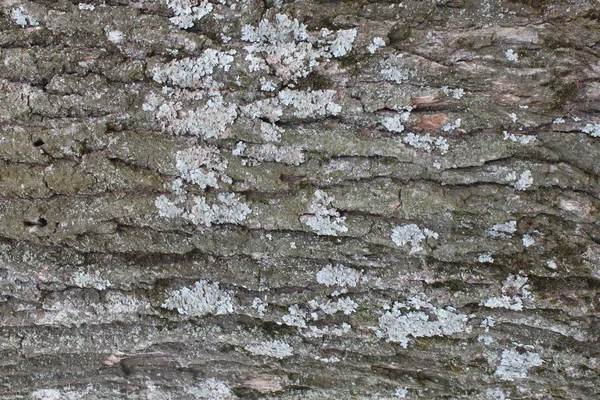 Écorce d'arbre texture, motif en bois, barre d'arbre fissurée — Photo