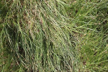 Yeşil çimen dokusu, arkaplan, duvar kağıdı