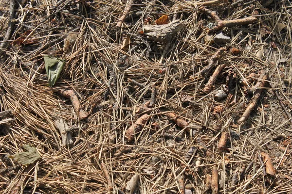 Fondo de la tierra del bosque, textura —  Fotos de Stock