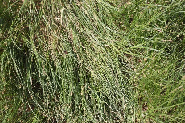 Texture of green grass, background, wallpaper