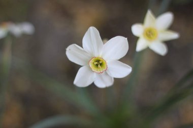 Güzel beyaz bahar çiçekleri duvar kağıdı
