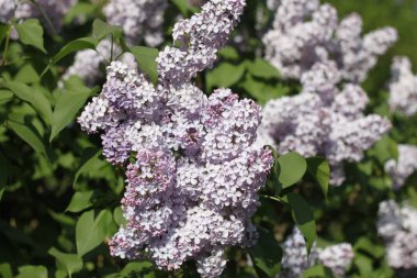 Leylak çiçekleri, duvar kağıtları.