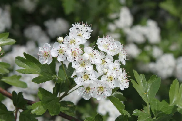 Mooie witte lente bloemen behang — Stockfoto