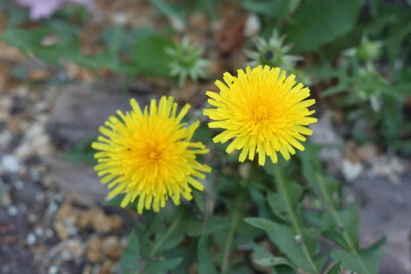 Gelbe Blumen Löwenzahn Nahaufnahme Tapete — Stockfoto