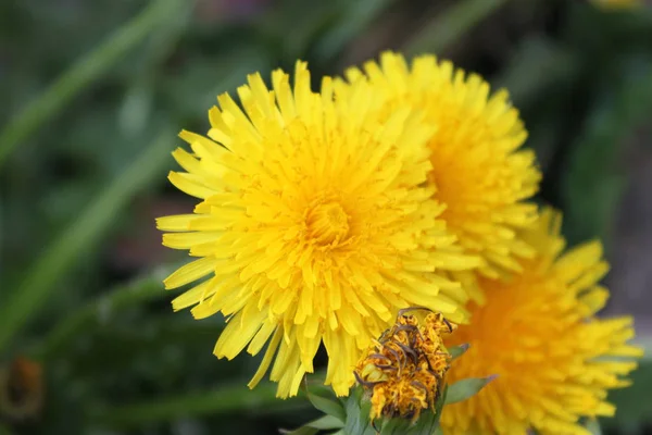 Gelbe Blumen Löwenzahn Nahaufnahme Tapete — Stockfoto