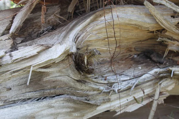 Textura de madera, fondo —  Fotos de Stock