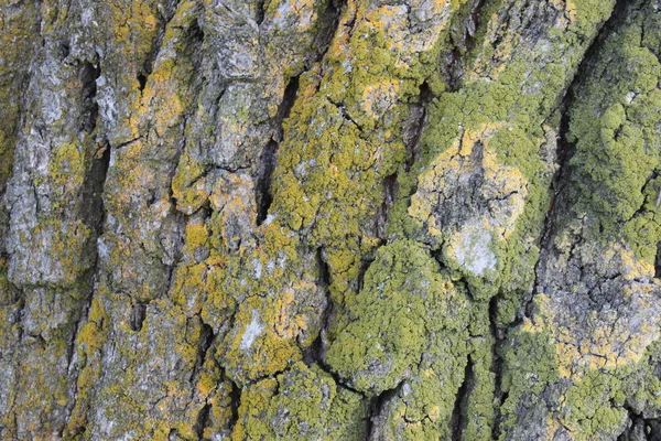 Φυσικό δέντρο φλοιός υφή — Φωτογραφία Αρχείου