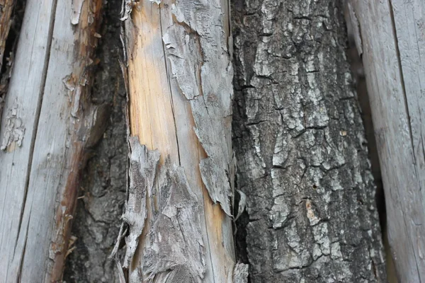 Texture des planches en bois, fond — Photo