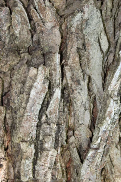 Texture naturelle d'écorce d'arbre — Photo