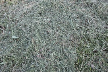 Kuru yeşil çimen desenli duvar kağıdının arkaplanı